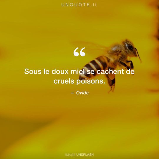 Image d'Unsplash remixée avec citation de Ovide.